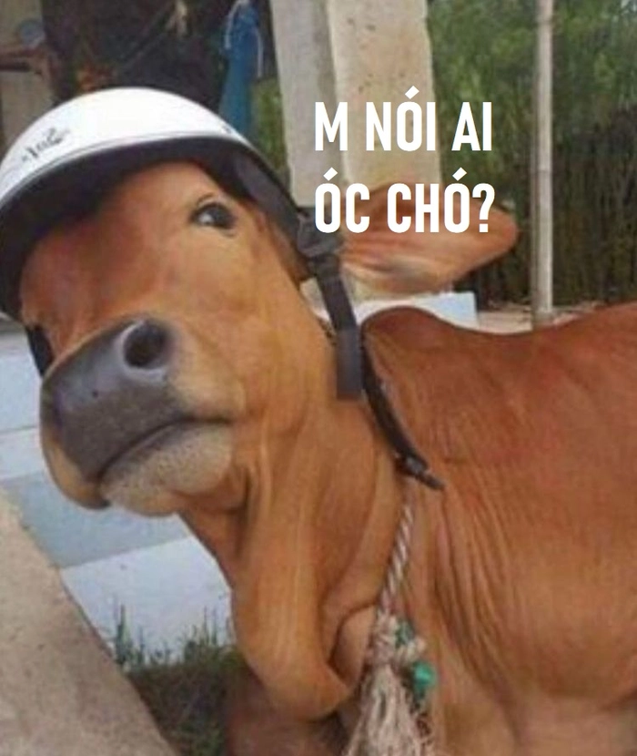 Ảnh meme óc chó troll vui nhộn