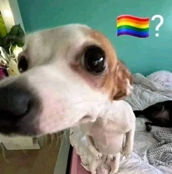 Ảnh meme sẽ gầy ngộ nghĩnh độc lạ