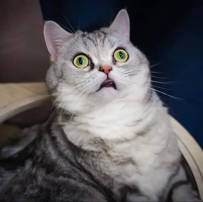 Ảnh meme sợ hãi vui nhộn chất lượng