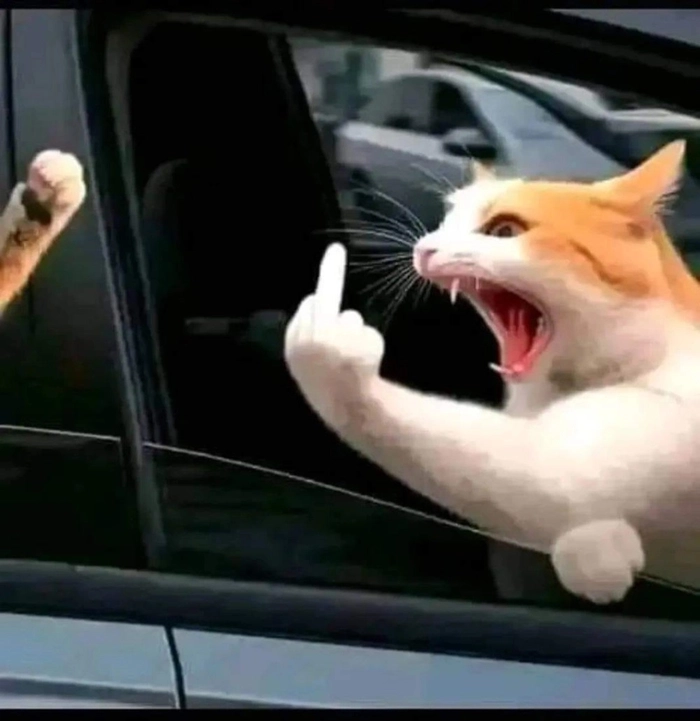 Ảnh ngón giữa meme siêu lầy khó nhịn