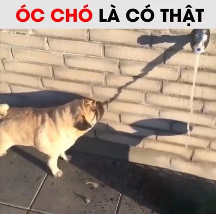 Ảnh óc chó meme chế khó đỡ
