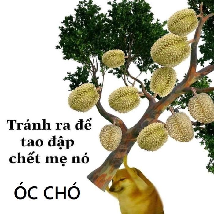 Ảnh óc chó meme cười xỉu