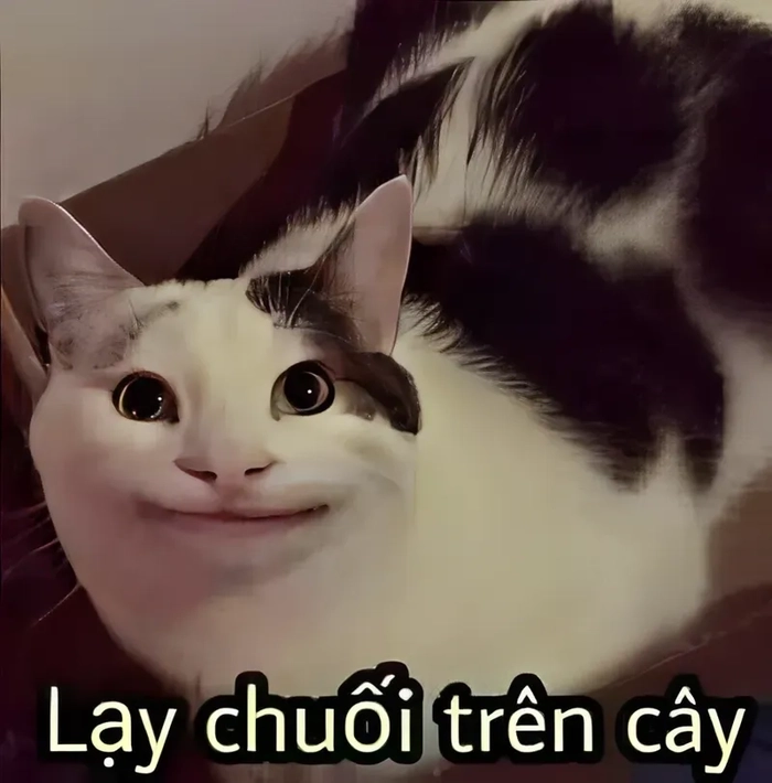 Ảnh quỳ lạy meme troll hài