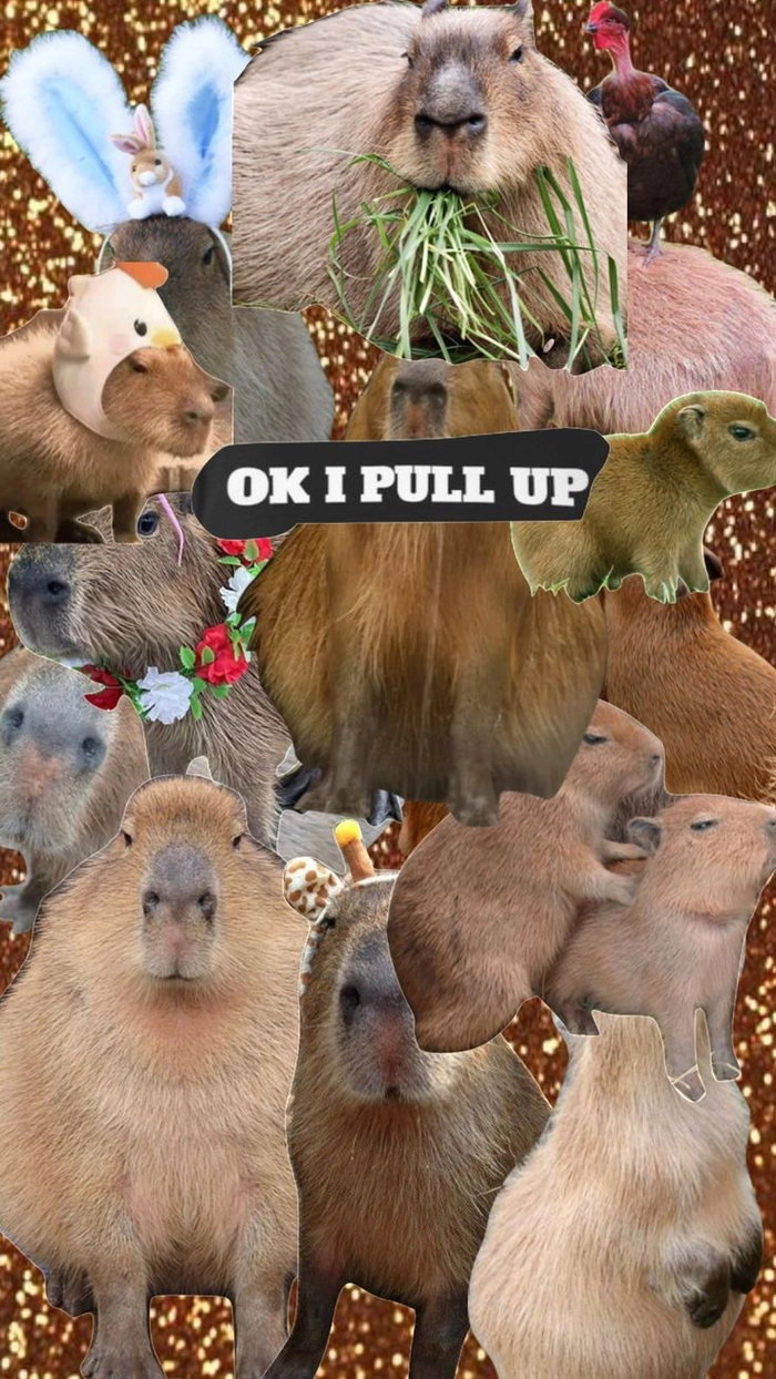 Capybara meme anime siêu hài