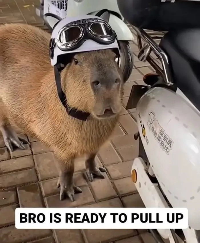 Capybara meme chibi cực xinh