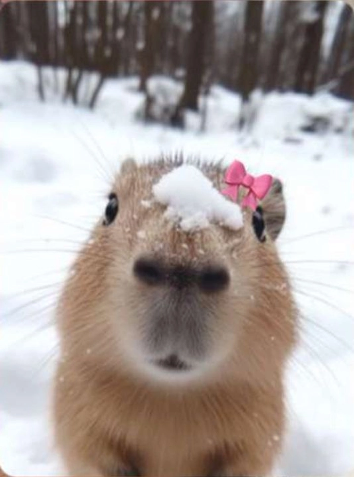 Capybara meme chibi đáng yêu