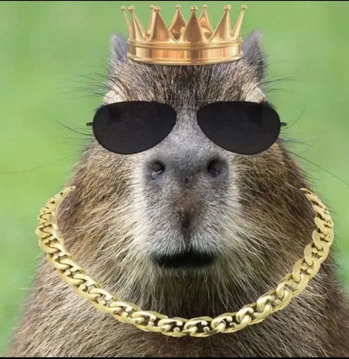 Capybara meme cute hài hước
