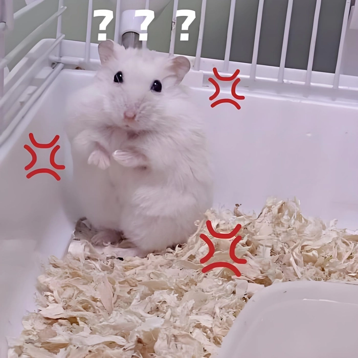 Chuột Hamster meme dễ thương ngộ nghĩnh
