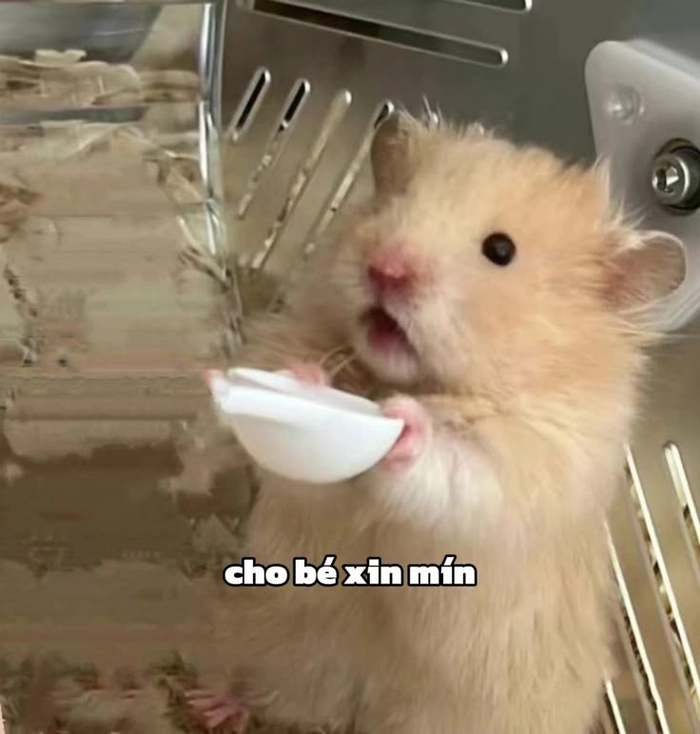 Chuột Hamster meme troll bá đạo