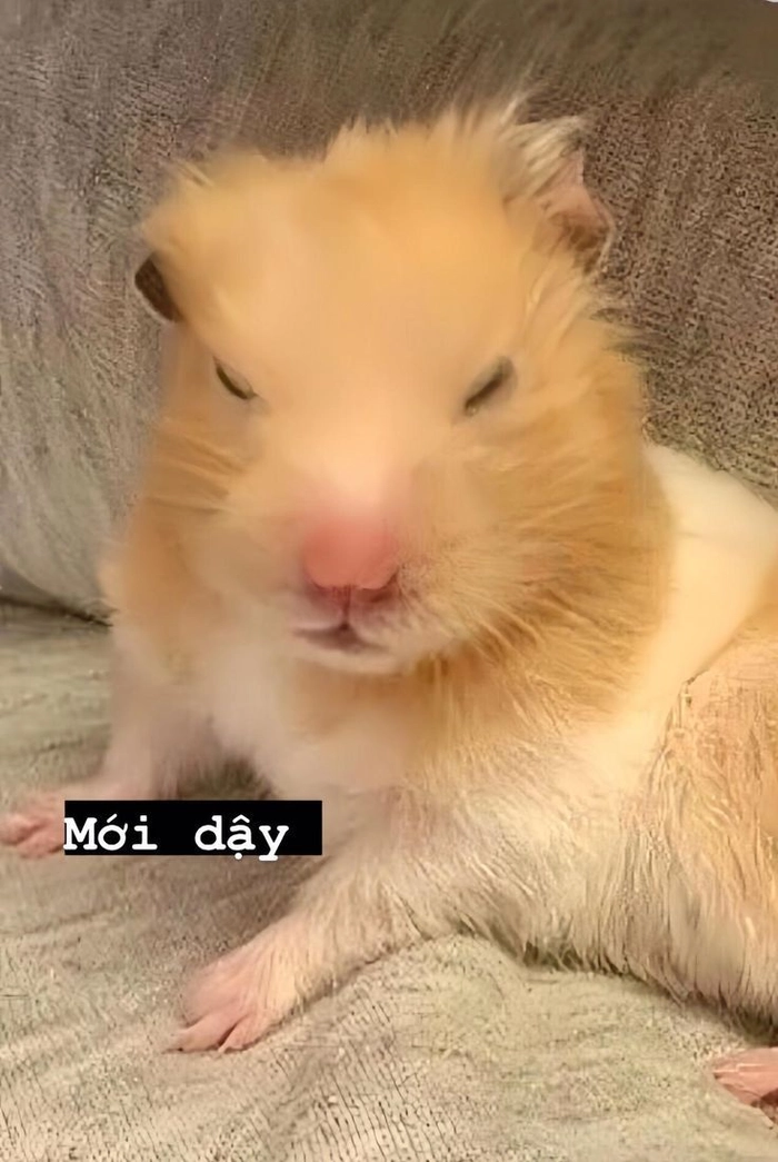 Chuột Hamster meme vui nhộn đáng yêu