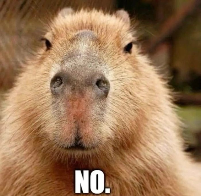 Con capybara meme cute đáng yêu