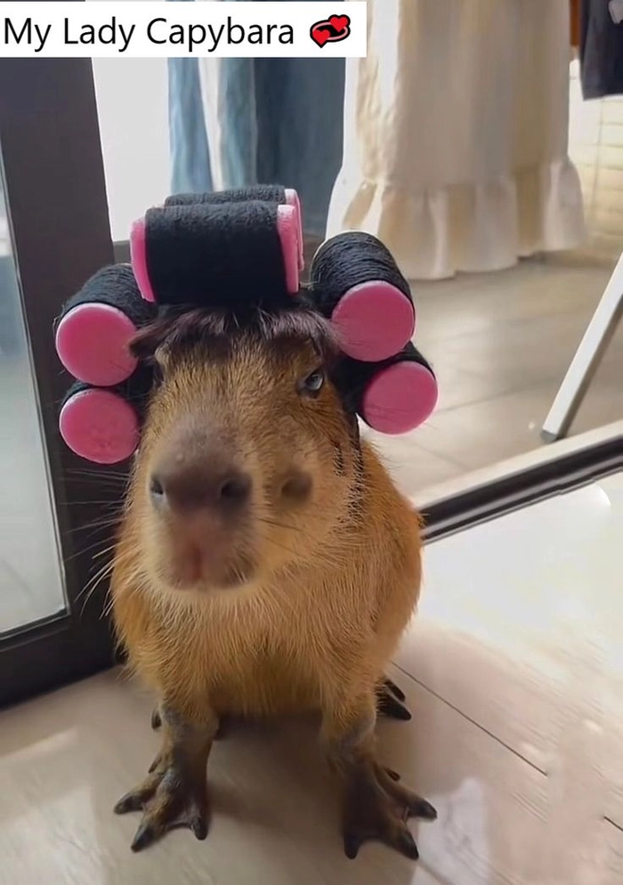 Con capybara meme đáng yêu