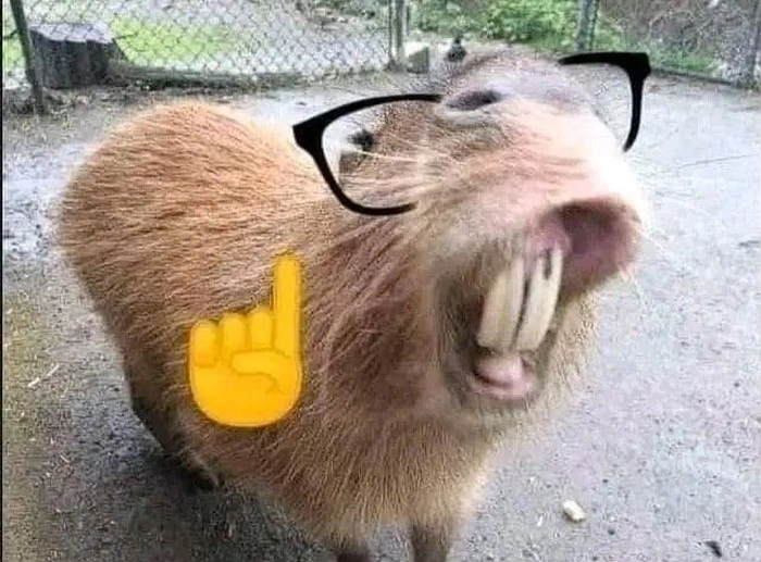 Con capybara meme ngộ nghĩnh
