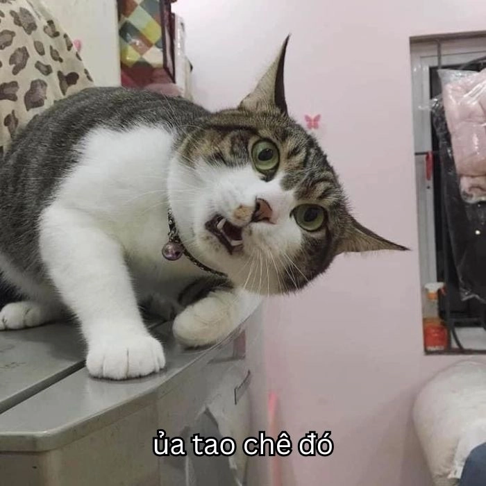Ghê ghê meme chế bá đạo cực vui