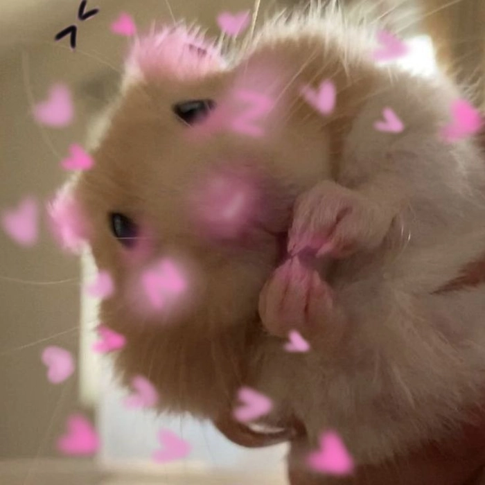 Hài hước meme chuột Hamster dí dỏm