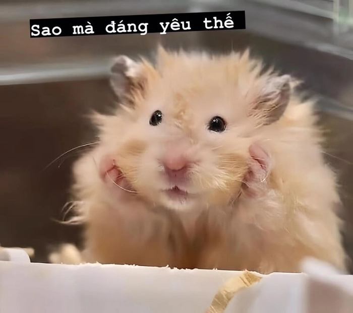 Hài hước meme chuột Hamster khó đỡ