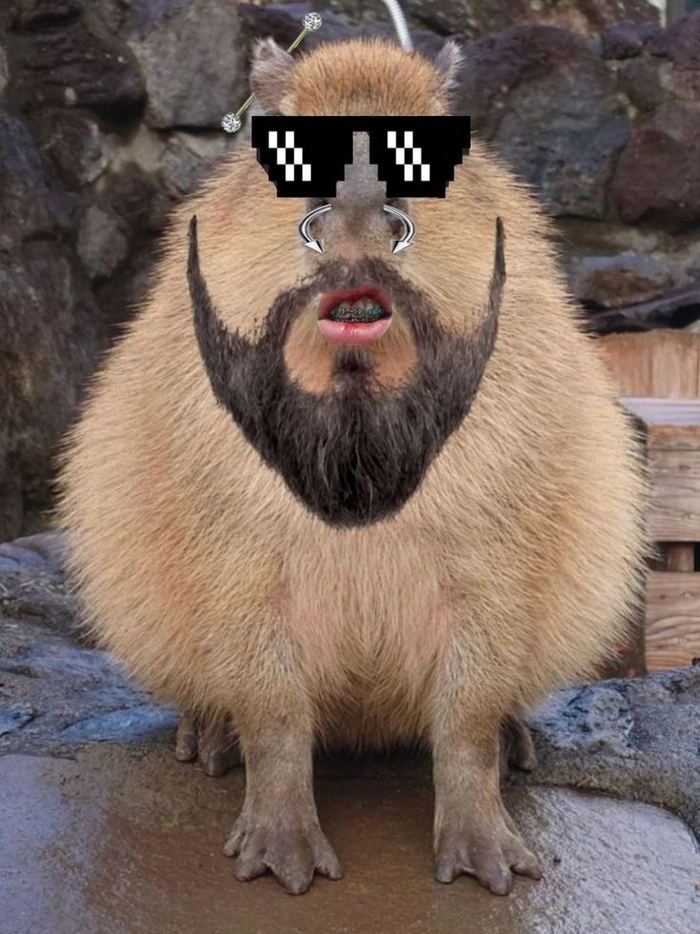 Hình ảnh capybara meme dễ cưng