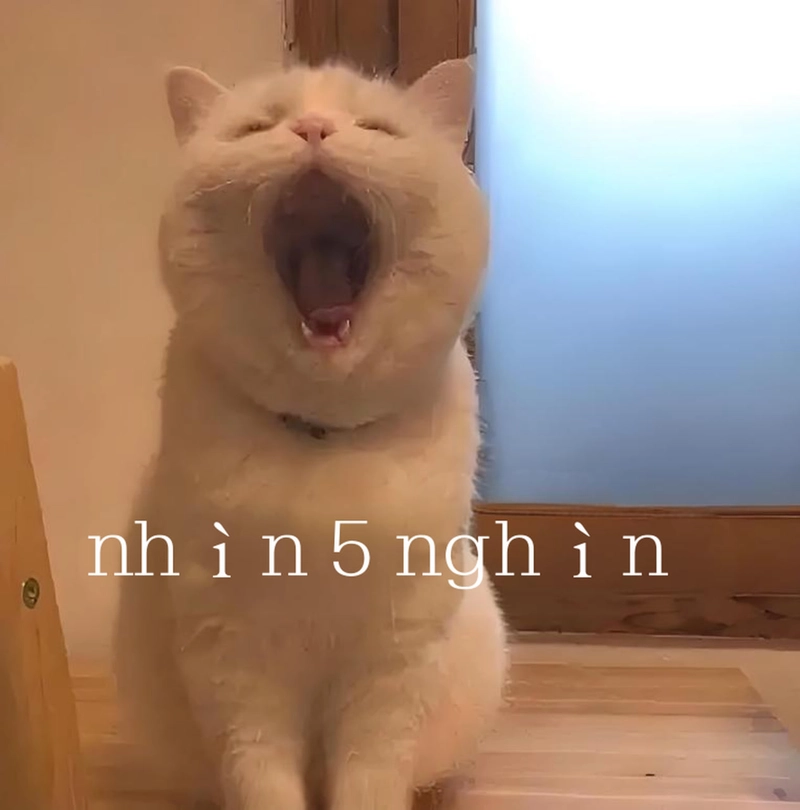 Hình ảnh meme đáng yêu siêu ngầu