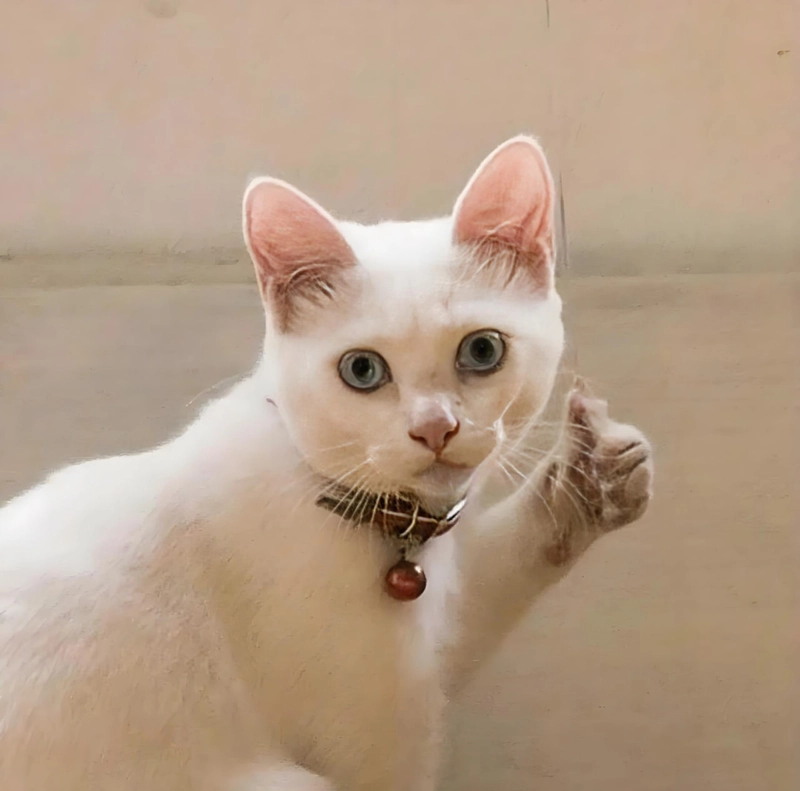 Hình ảnh meme thích siêu vui