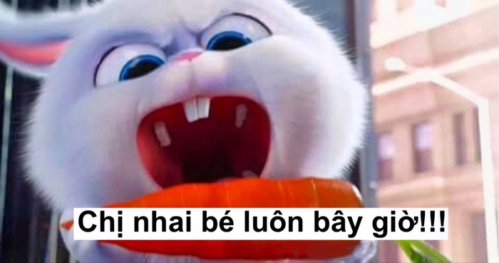 Hình ảnh thỏ Snowball meme ngộ nghĩnh