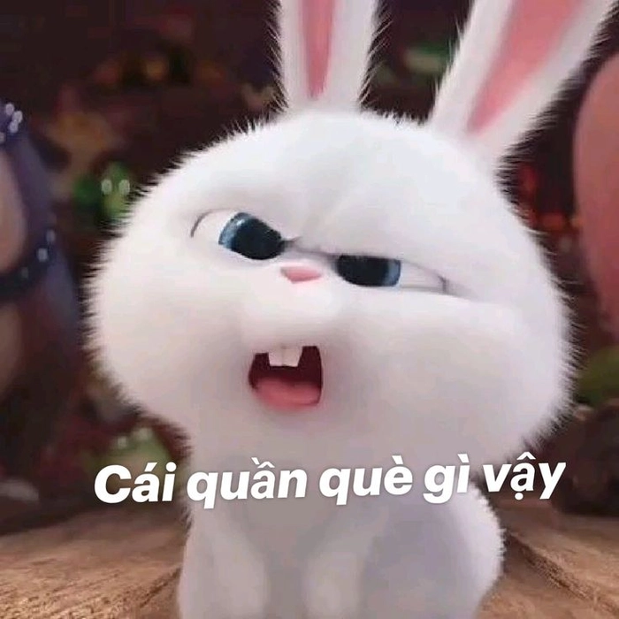 Hình thỏ Snowball dễ thương vui nhộn