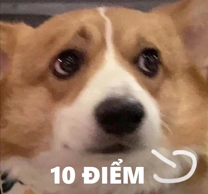 Meme 10 điểm không có nhưng bựa hài