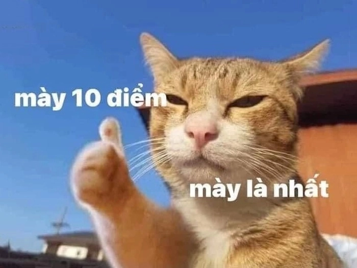 Meme 10 điểm không có nhưng cười lăn