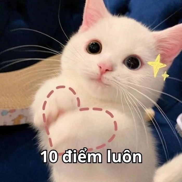 Meme 10 điểm mèo cute siêu dễ thương