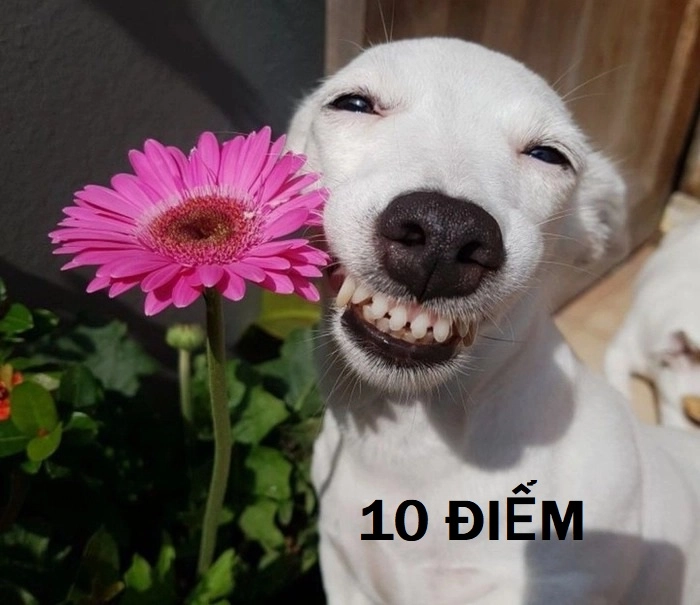 Meme 10 điểm mèo ngộ nghĩnh dễ thương