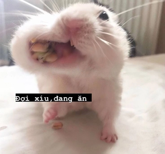 Meme Hamster cầm thánh giá bá đạo