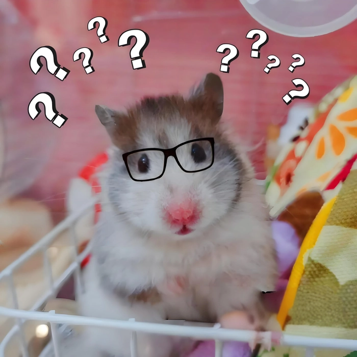Meme Hamster cầm thánh giá dí dỏm