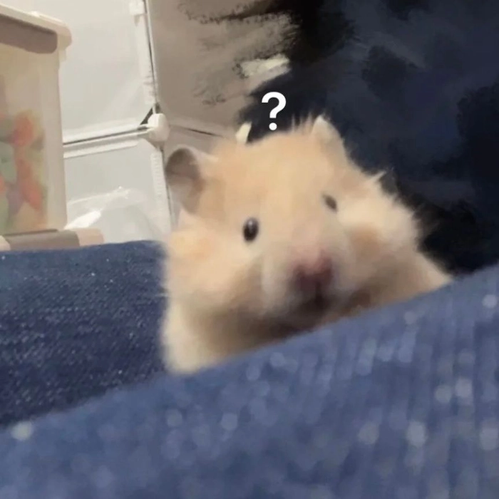 Meme Hamster cầm thánh giá siêu hot