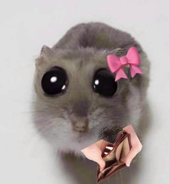 Meme ảnh chuột Hamster hài dí dỏm