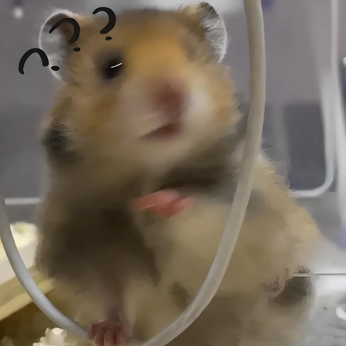 Meme ảnh chuột Hamster hài duyên dáng