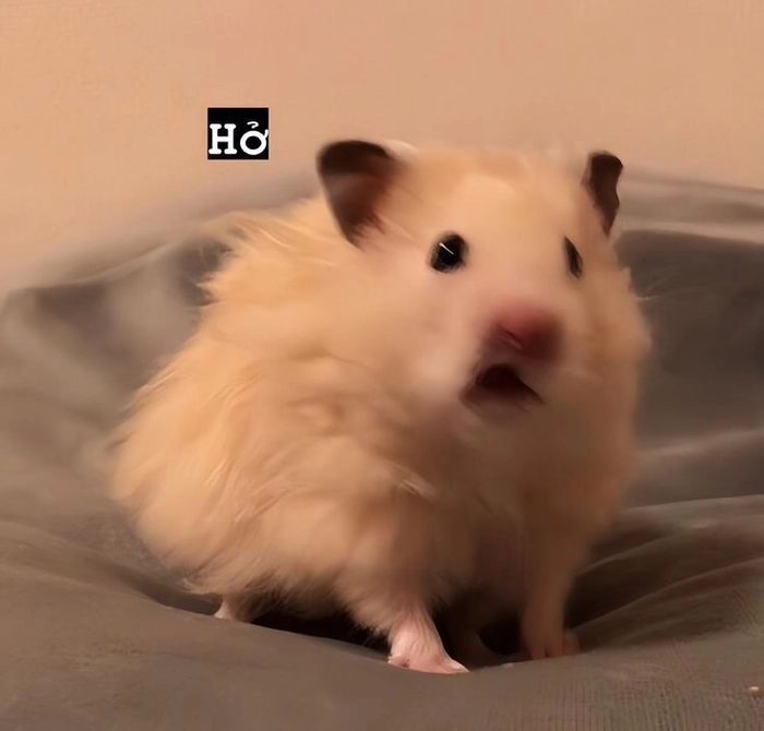 Meme ảnh chuột Hamster hài hước vui nhộn