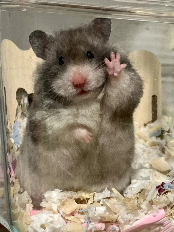 Meme ảnh chuột Hamster hài lan truyền