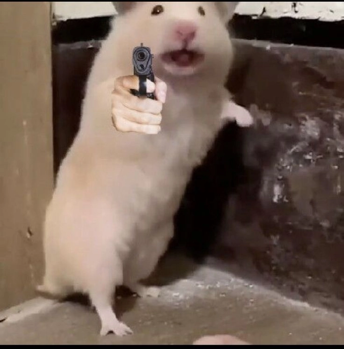 Meme ảnh chuột Hamster hài sáng tạo