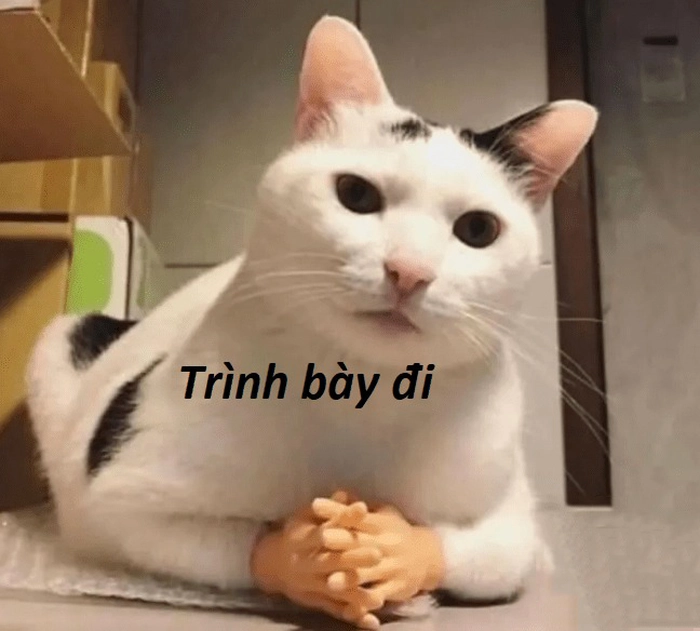 Meme ảnh mèo ngầu dễ thương bá đạo