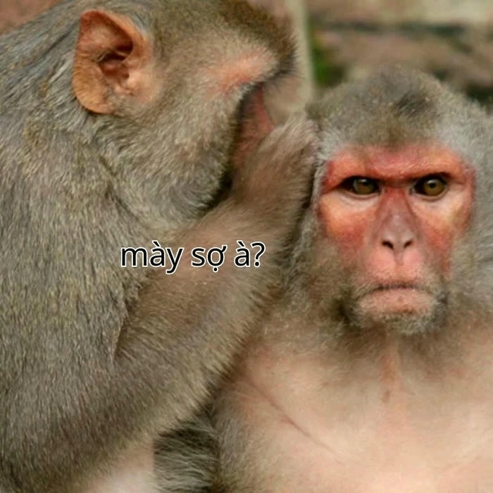 Meme bạn sợ à chế độc đáo