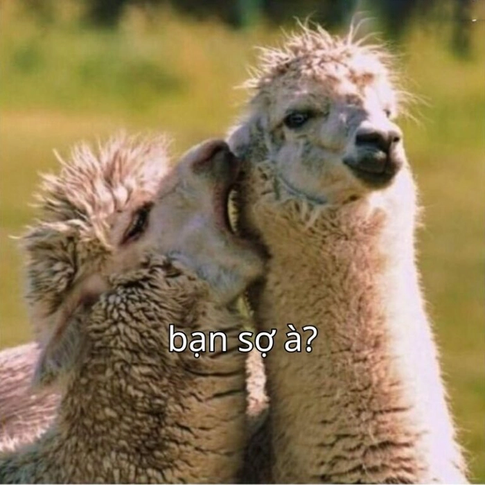Meme bạn sợ à hài hước