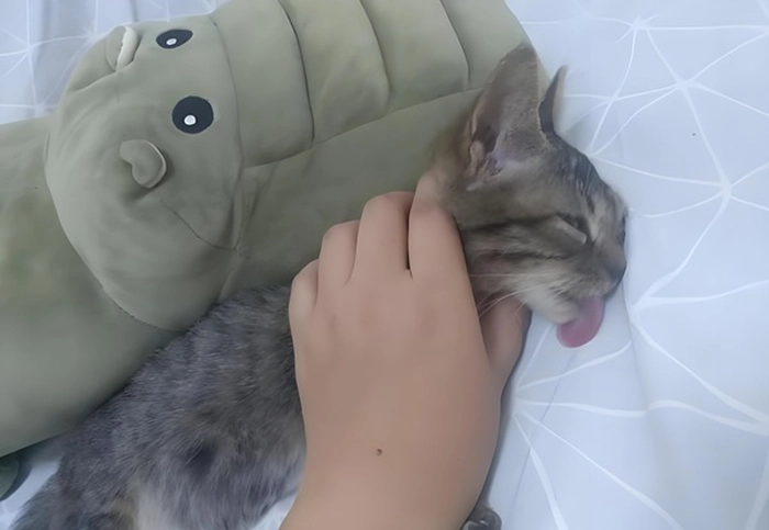 Meme bóp cổ lè lưỡi troll vui