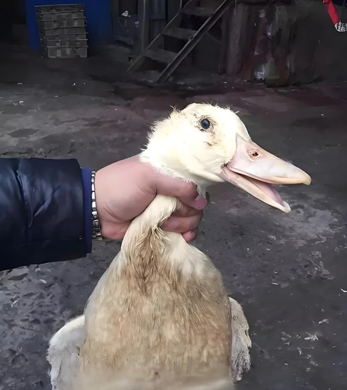 Meme bóp cổ thằng bé bá đạo