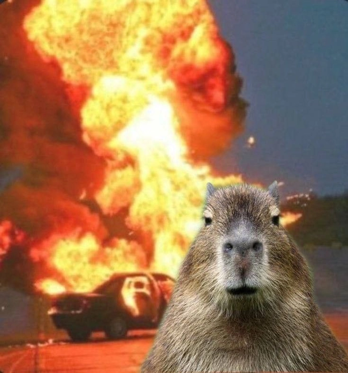 Meme capybara hài khó đỡ