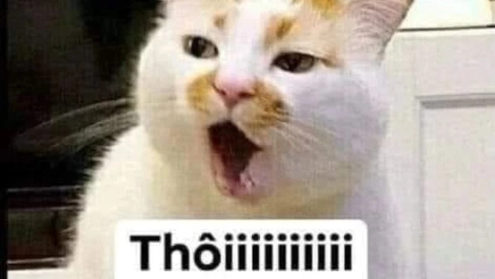 Meme chê chế hài bựa khó nhịn cười