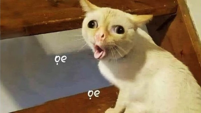 Meme chê hài duyên dáng cực bựa