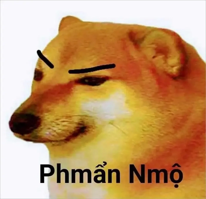 Meme chó vàng troll lầy bá đạo