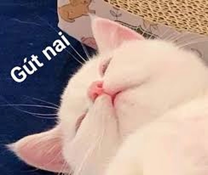 Meme chúc ngủ ngon hài hước bá đạo