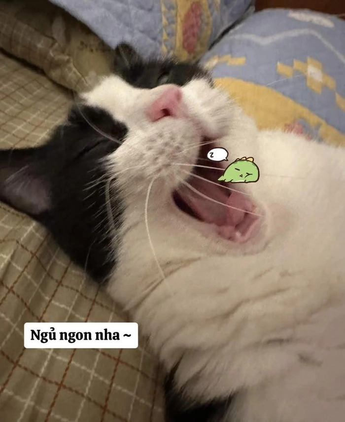 Meme chúc ngủ ngon sến lãng mạn
