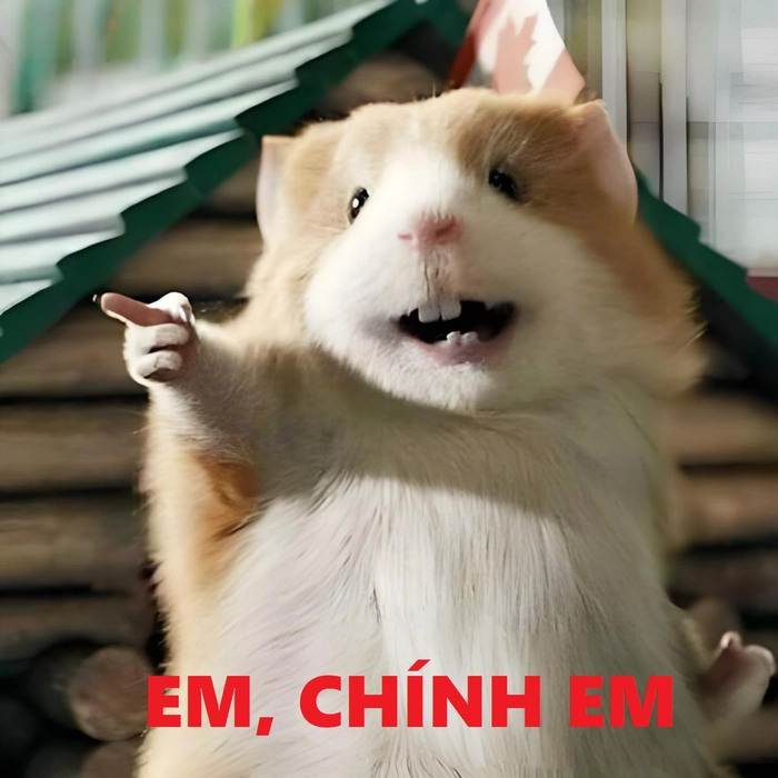 Meme chuột Hamster hài đáng yêu cực chất