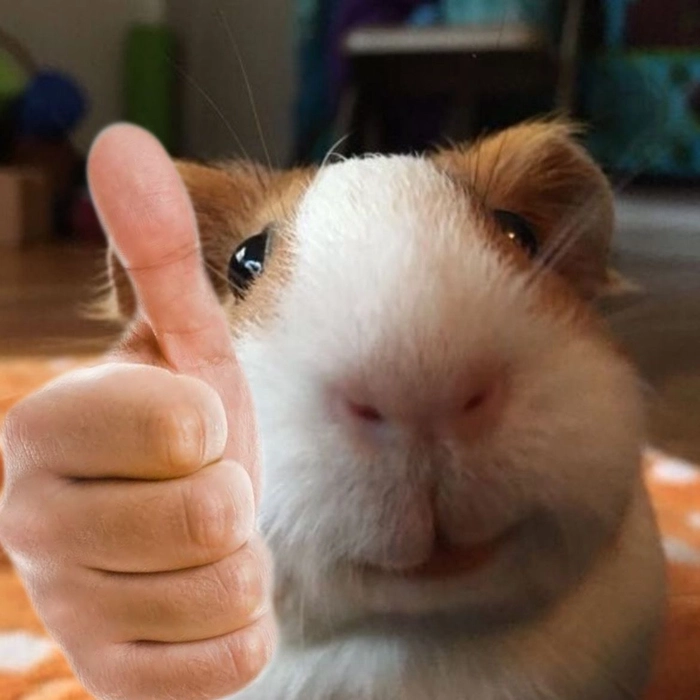 Meme chuột Hamster hài hước bá đạo